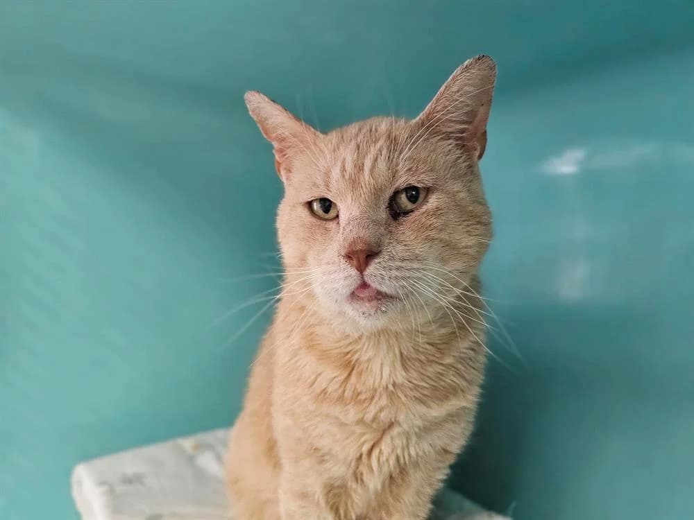 NACHOS, male senior mixed breed for adoption at Gerhard Cramer), Arry