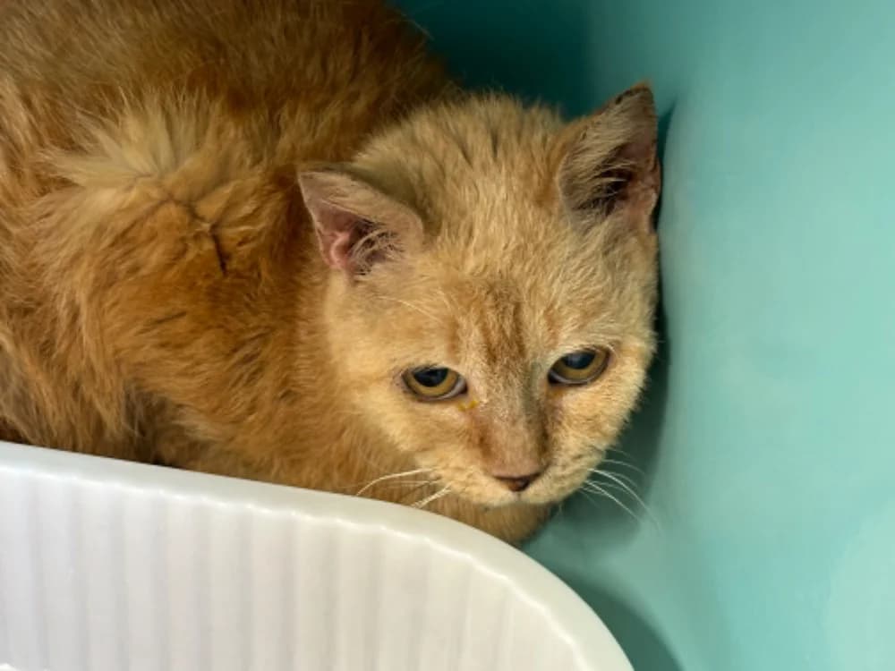 Poutou, orange tabby male mixed breed for adoption at SPA Vannes, Vannes