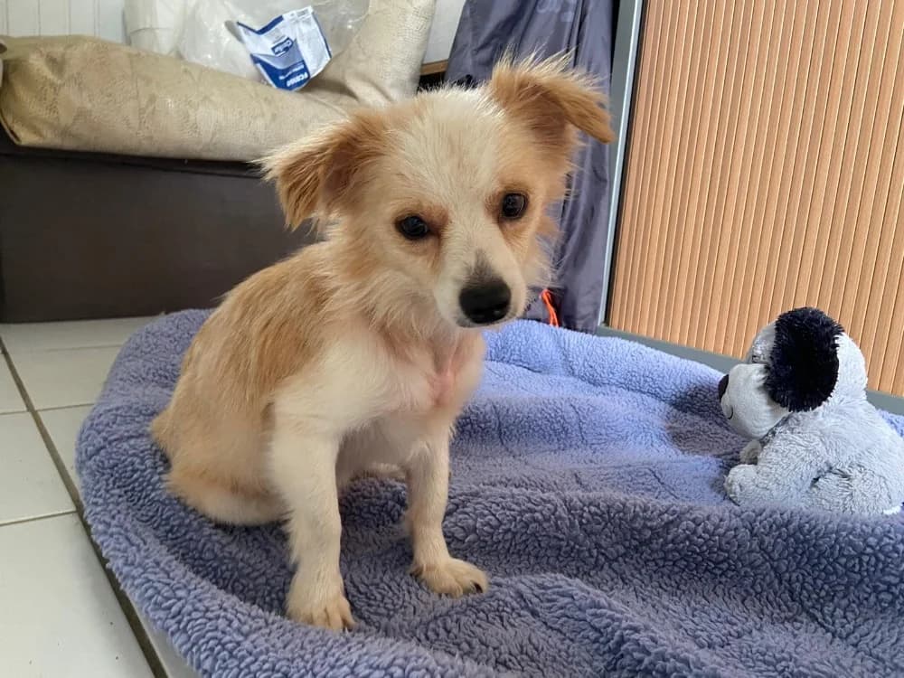 RAPHAEL (Réservé), male 4yo Mixed Breed for adoption at Confédération Nationale des SPA