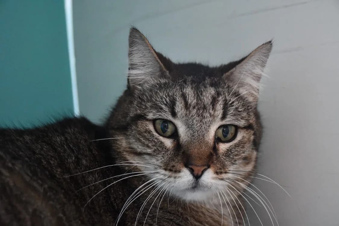 Angus (FIV), grey tabby male mixed breed for adoption at SPA Perpignan, Perpignan — photo 2 of 4
