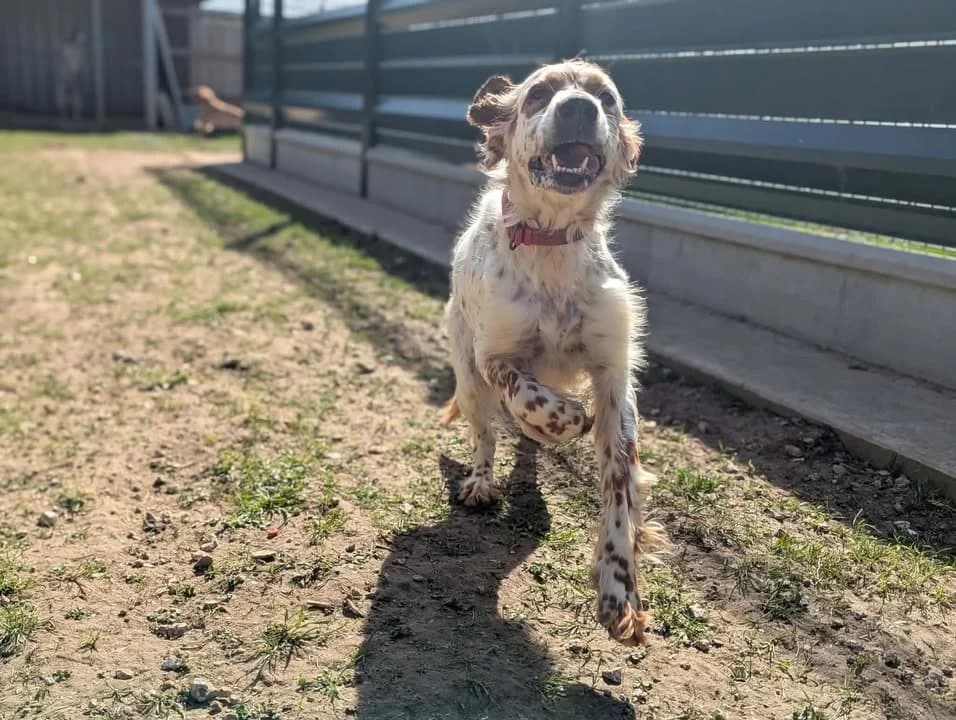RITA, female English Setter for adoption at SPA Aix-en-Provence, Aix