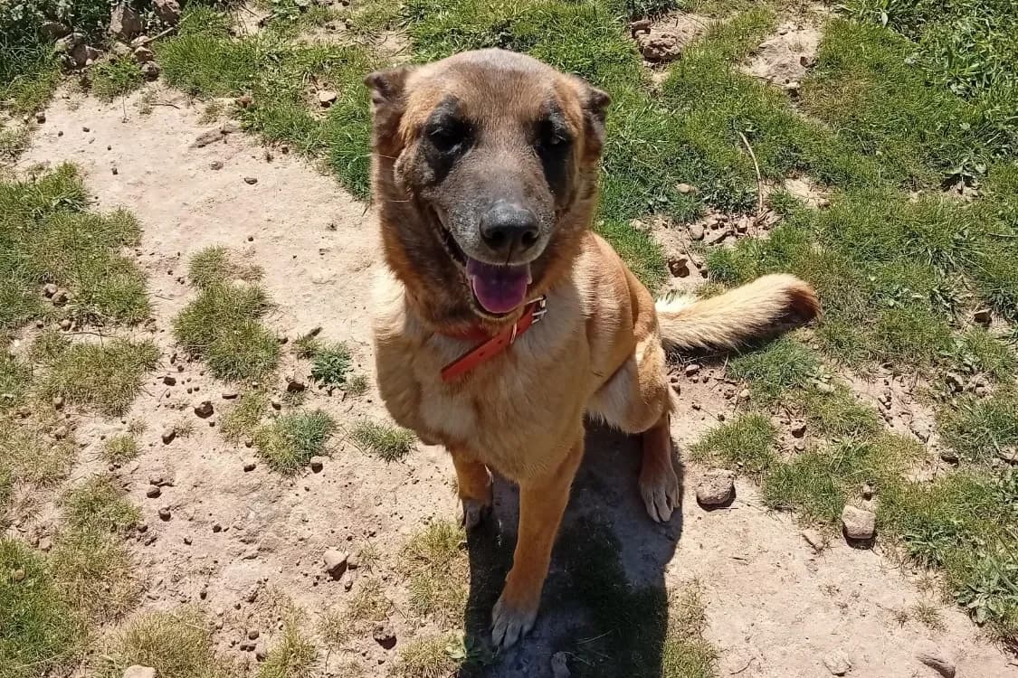 Scarla, tan female Belgian Malinois for adoption at SPA Draguignan (Flayosc), Draguignan — photo 4 of 4