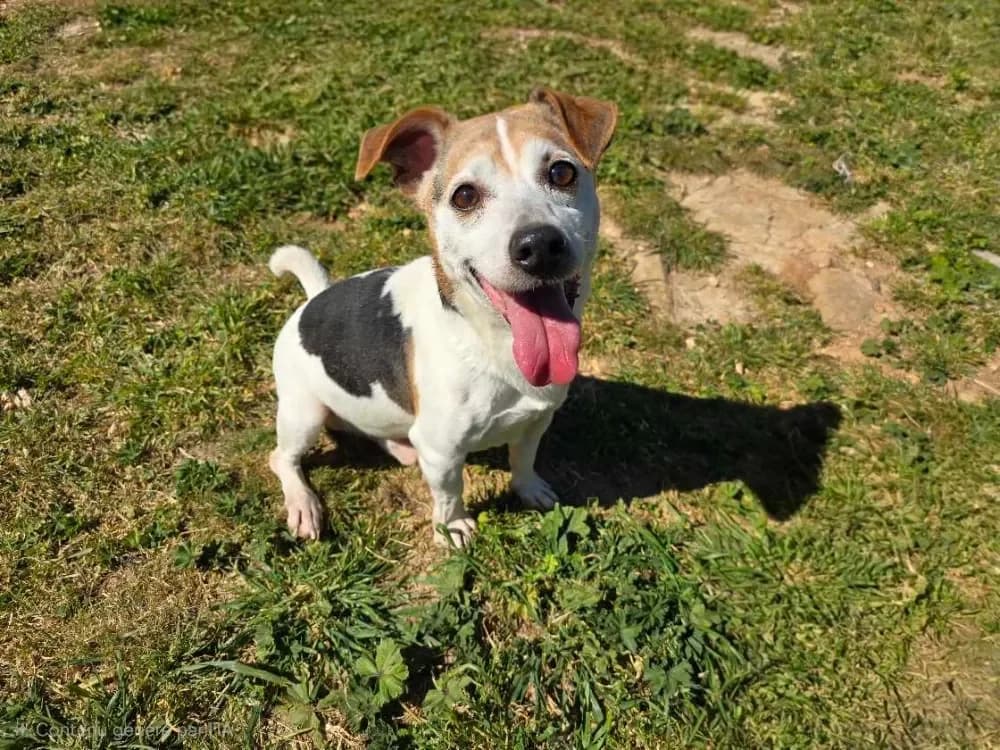 mylou ( déjà réservé), white male Jack Russell Terrier for adoption at Vallerargues), Ales — photo 5 of 5