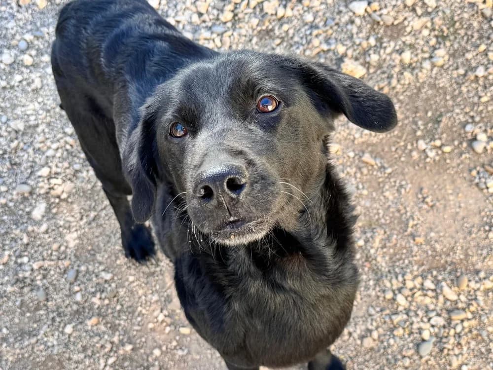VICKY, black female Labrador Retriever for adoption at SPA Aix-en-Provence, Aix