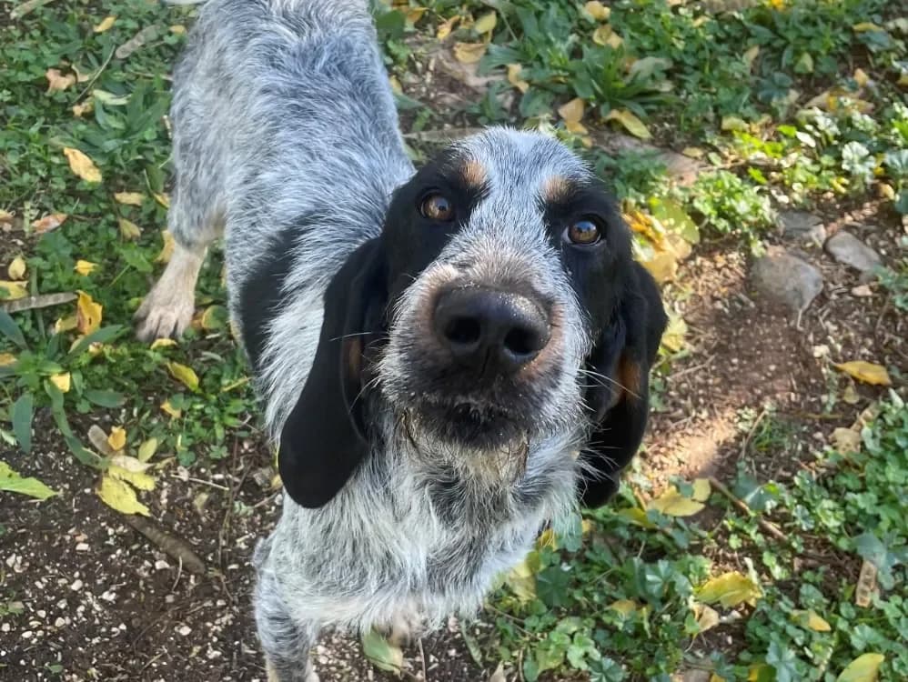 BUMBO, male mixed breed for adoption at SPA Aix-en-Provence, Aix — photo 2 of 2
