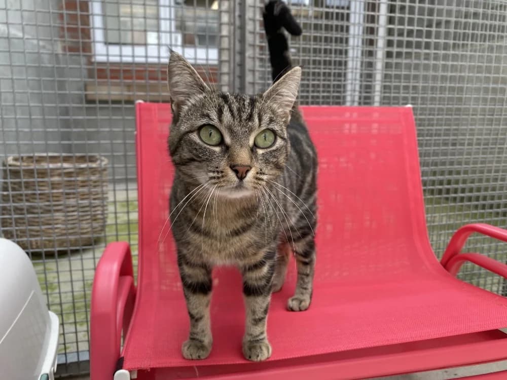 MYRTILLE, female mixed breed for adoption at Tourcoing