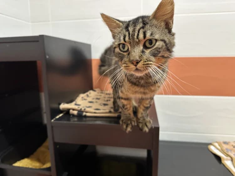 TOMEK, male mixed breed for adoption at Jean Leriche), Moree photo 2