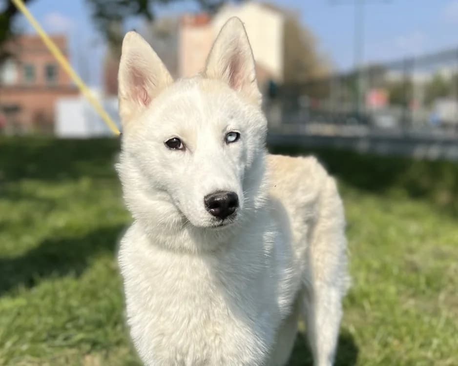 Laika, Husky (Maubert-Fontaine))