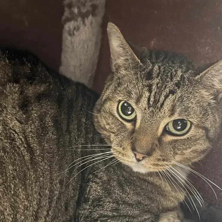 Tao (réservé), grey tabby male mixed breed for adoption at SPA Draguignan (Flayosc), Draguignan — photo 4 of 4