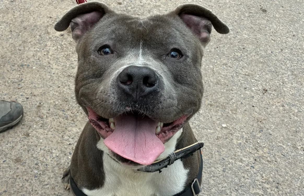 TYSON, grey male mixed breed for adoption at SPA Forbach, Forbach — photo 4 of 4