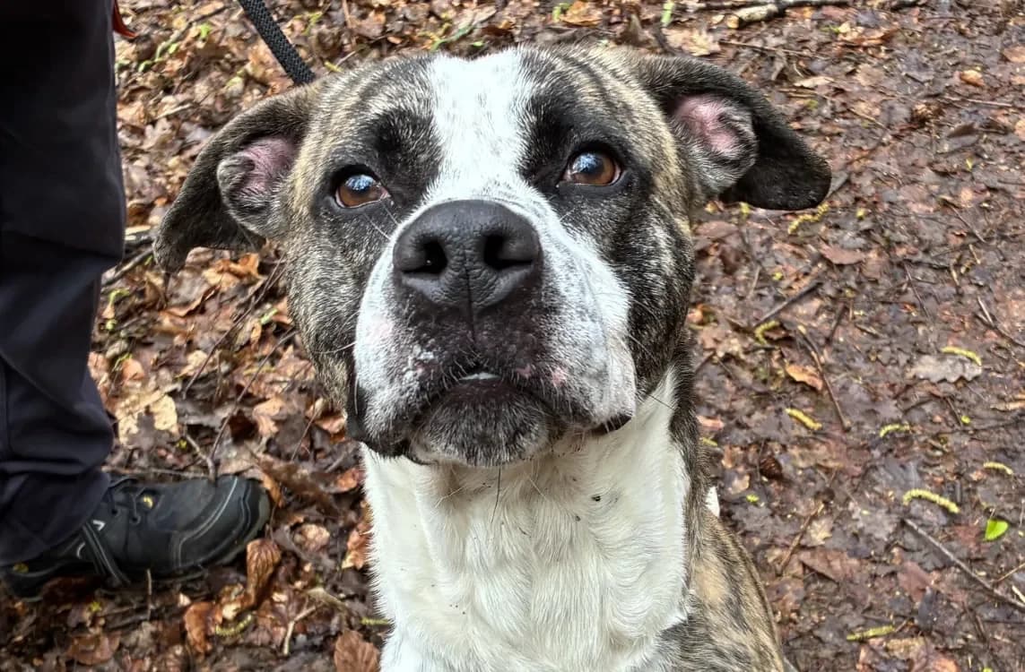 OSLO, brindle male Mixed Breed for adoption at SPA Forbach, Forbach — photo 4 of 4