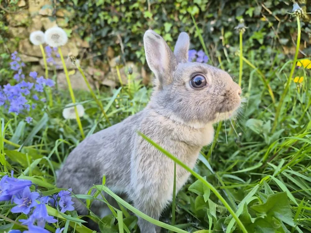 Myrtille, grey female mixed breed for adoption at SPA Plouhinec, Plouhinec