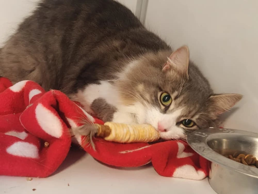 Yuzu (réservé), brown tabby male mixed breed for adoption at SPA Beaurepaire-en-Bresse, Beaurepaire — photo 2 of 4