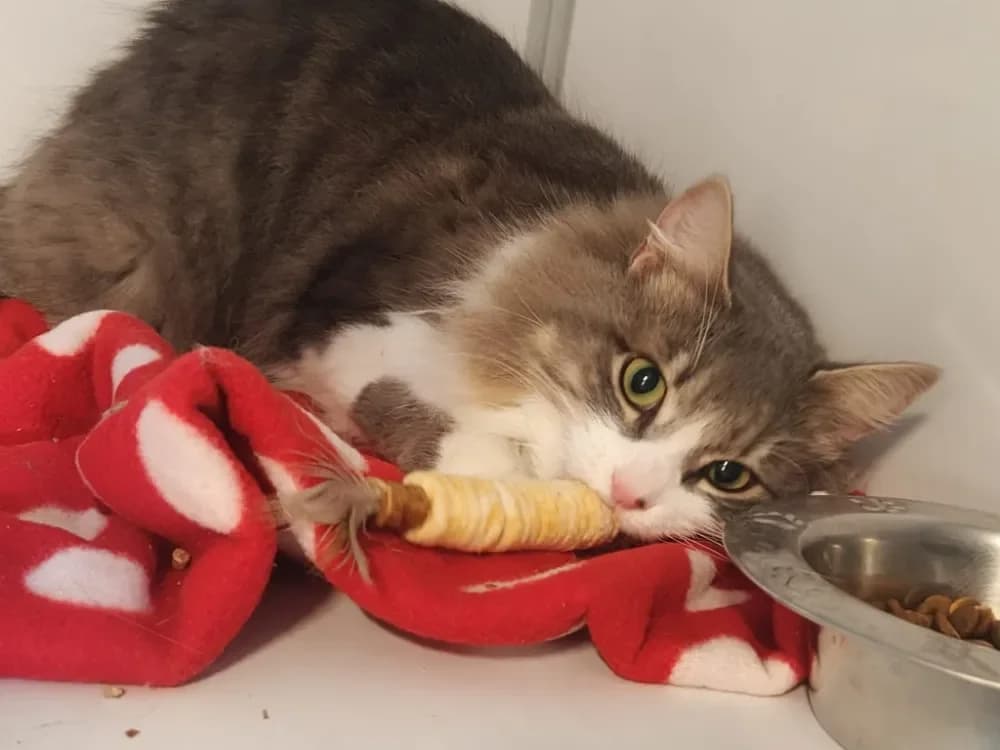 Yuzu (réservé), brown tabby male mixed breed for adoption at SPA Beaurepaire-en-Bresse, Beaurepaire — photo 4 of 4