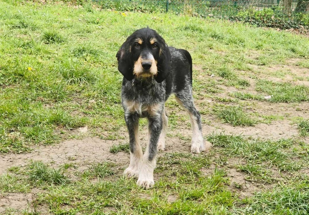 PABLO, male 6yo Mixed Breed for adoption at SPA Tours (Luynes), Tours