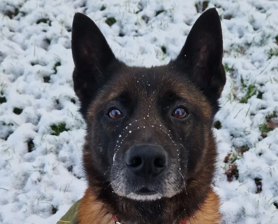 OZUNO, male 7yo Belgian Malinois for adoption at SPA Tours (Luynes), Tours