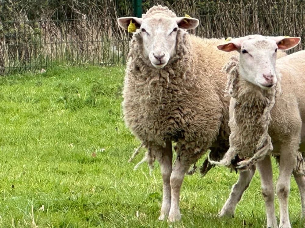 ARUBA, female mixed breed for adoption at SPA Saint-Omer, Omer
