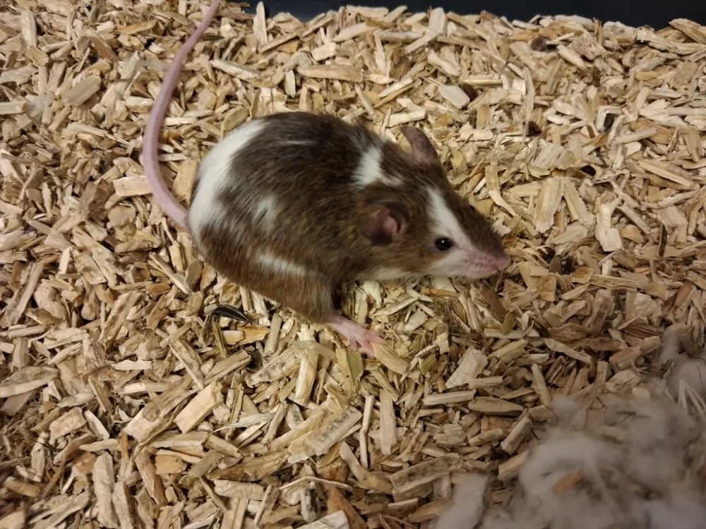 GROSEILLE, female mixed breed for adoption at Vallerargues), Ales — photo 2 of 2