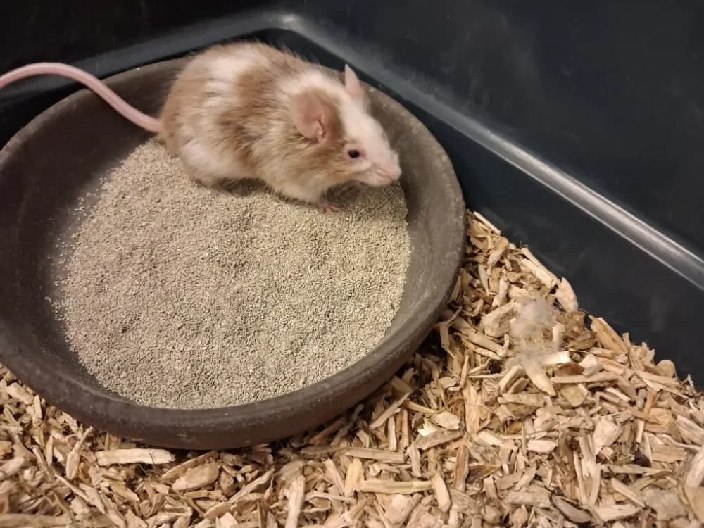 COCO, female mixed breed for adoption at Vallerargues), Ales — photo 2 of 2