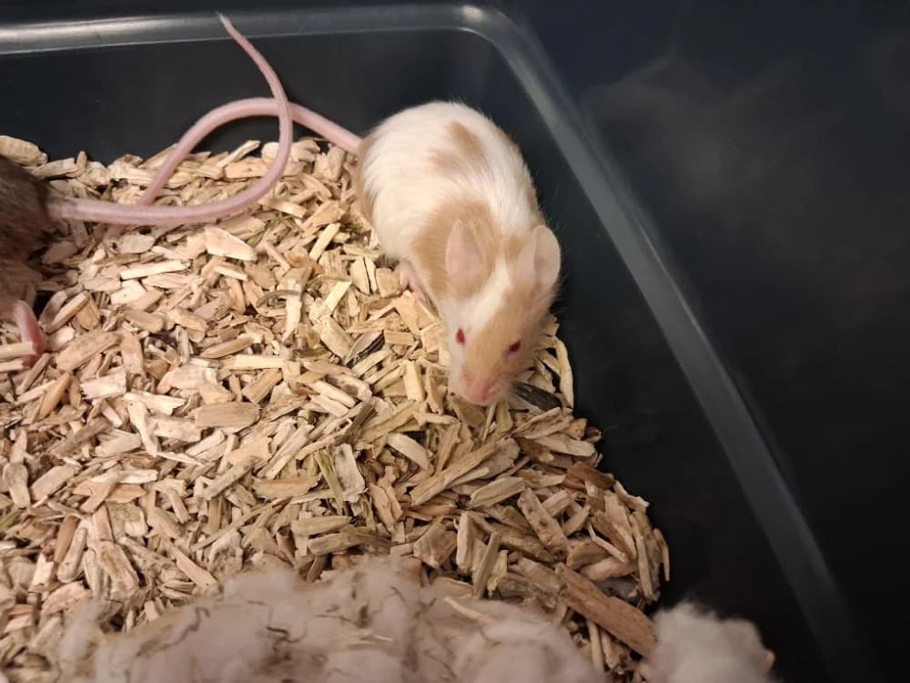 CASSIS, female mixed breed for adoption at Vallerargues), Ales