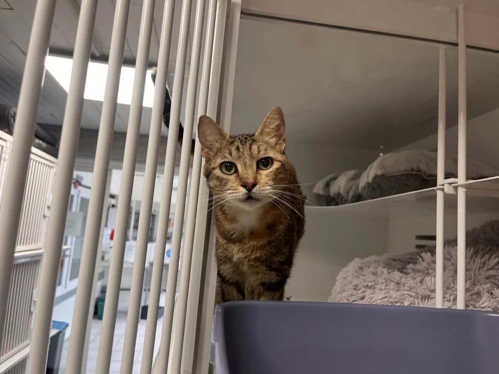 MOCHI, female mixed breed for adoption at Hazebrouck