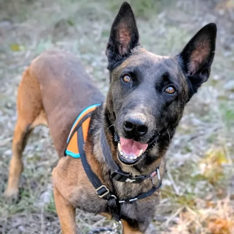 Old Hup, male Belgian Malinois for adoption at SPA France, Paris — photo 2 of 2