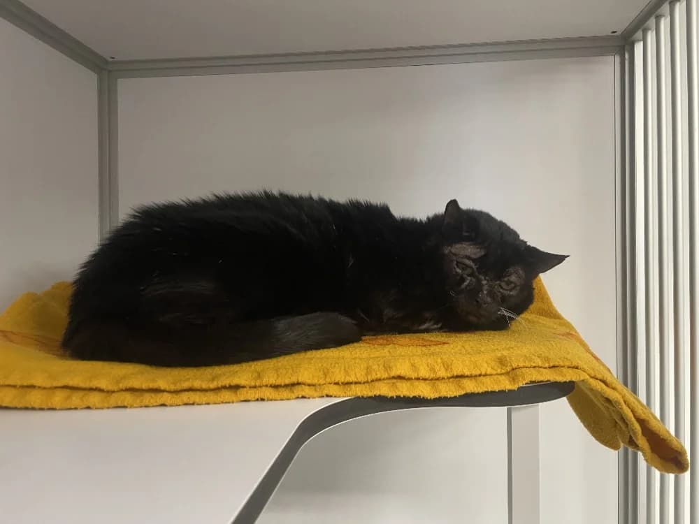 pearl, male mixed breed for adoption at SPA Crozon, Crozon