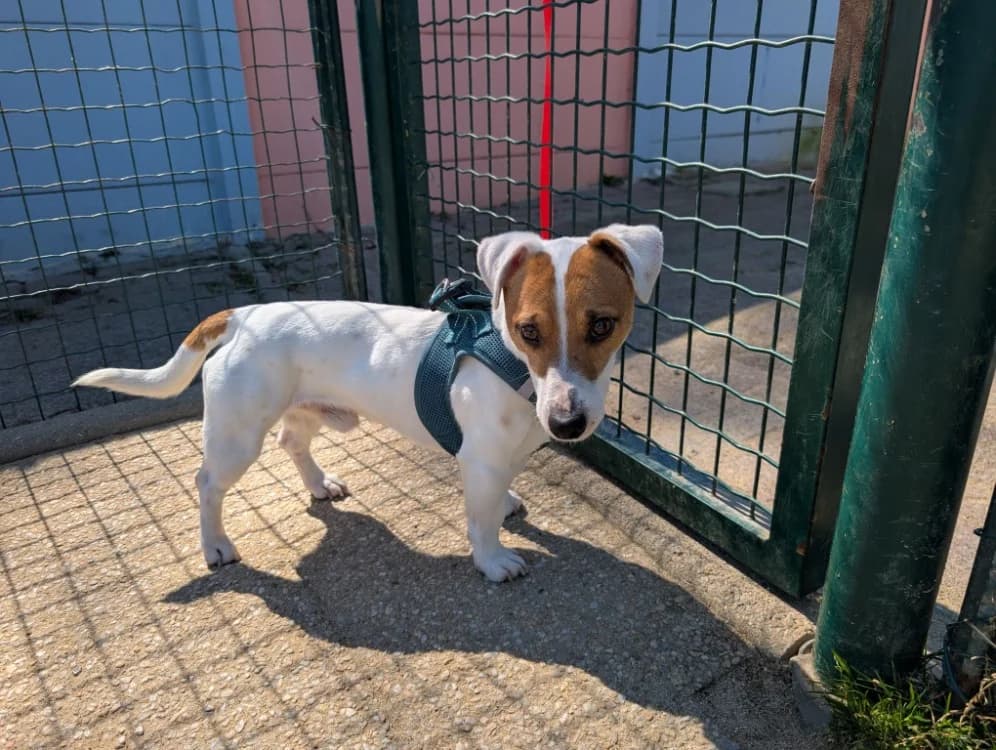 STAN, Jack Russell Terrier (SPA Château-d'Olonne)