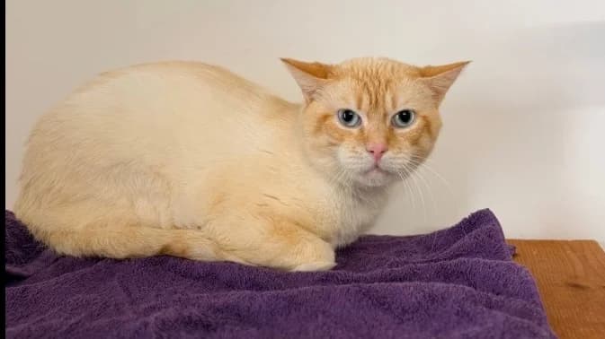 Aldo CAB5387, male 4yo mixed breed for adoption at SPA Compiègne, Compiègne
