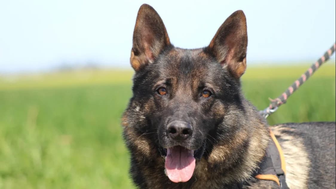 GHOST, black and tan male German Shepherd for adoption at SPA Chilleurs-aux-Bois, Chilleurs