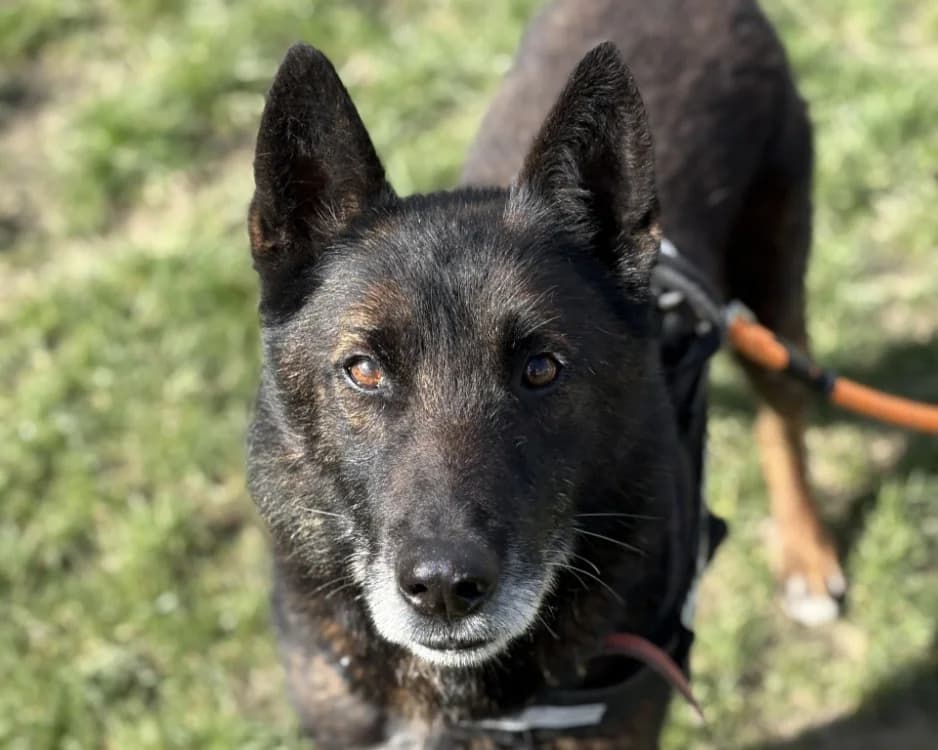 MORPHEUSS DIT MACK, male senior Belgian Malinois for adoption at SPA Gennevilliers (Grammont), Gennevilliers