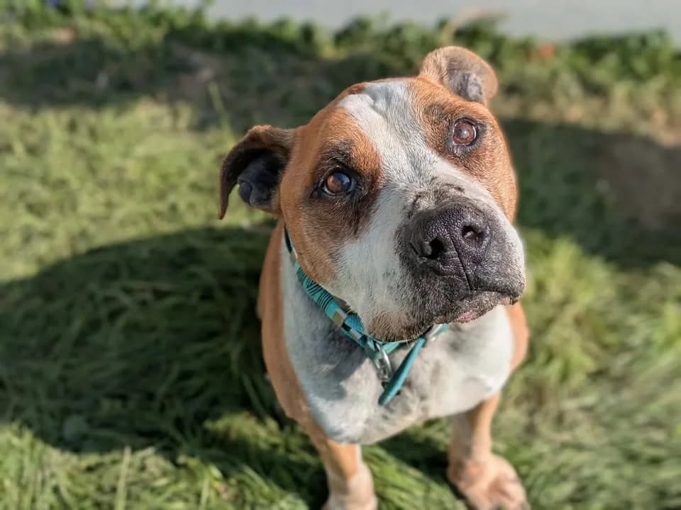 TYGER, male American Staffordshire Terrier for adoption at Poulainville