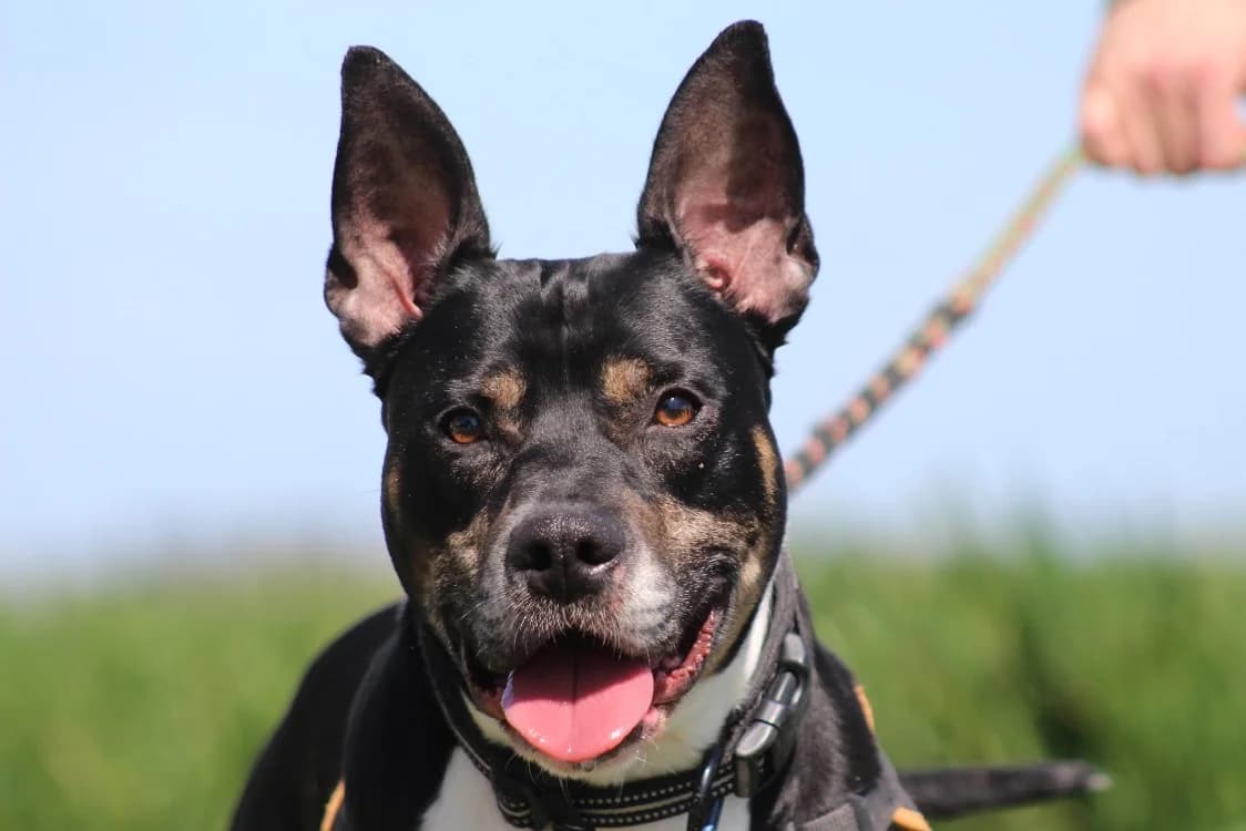 MARLEY, male senior mixed breed for adoption at SPA La Roche-sur-Yon, Roche Sur Yon