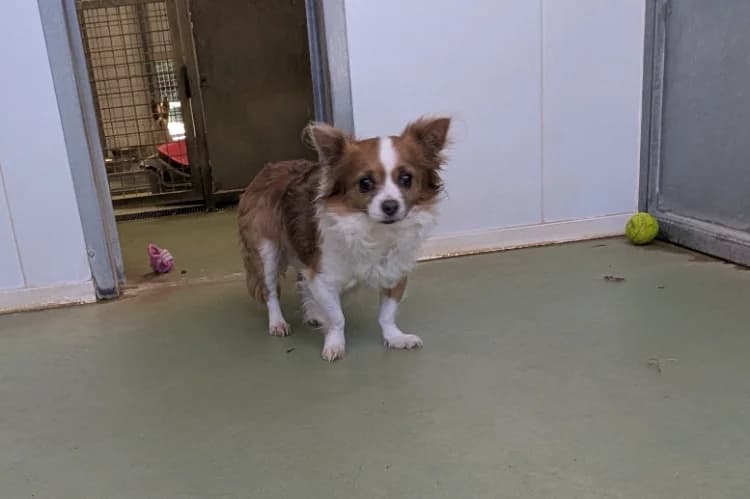 GUIZMO, male Chihuahua for adoption at SPA Thionville, Thionville