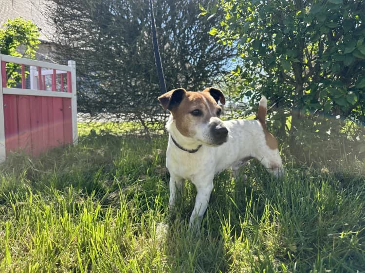 WOULY, male Jack Russell Terrier for adoption at Moree