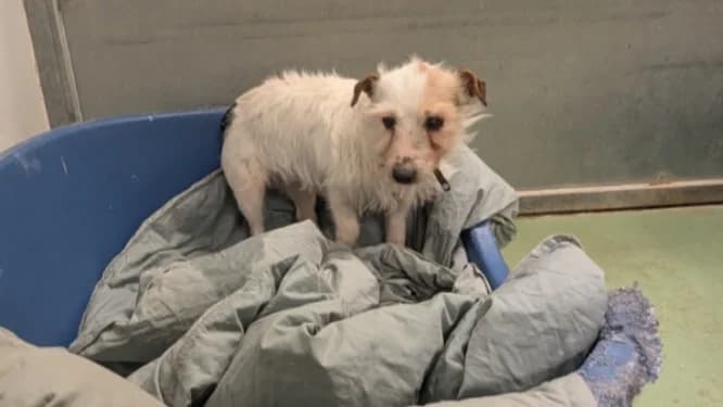 SIRET, female Jack Russell Terrier for adoption at Moree