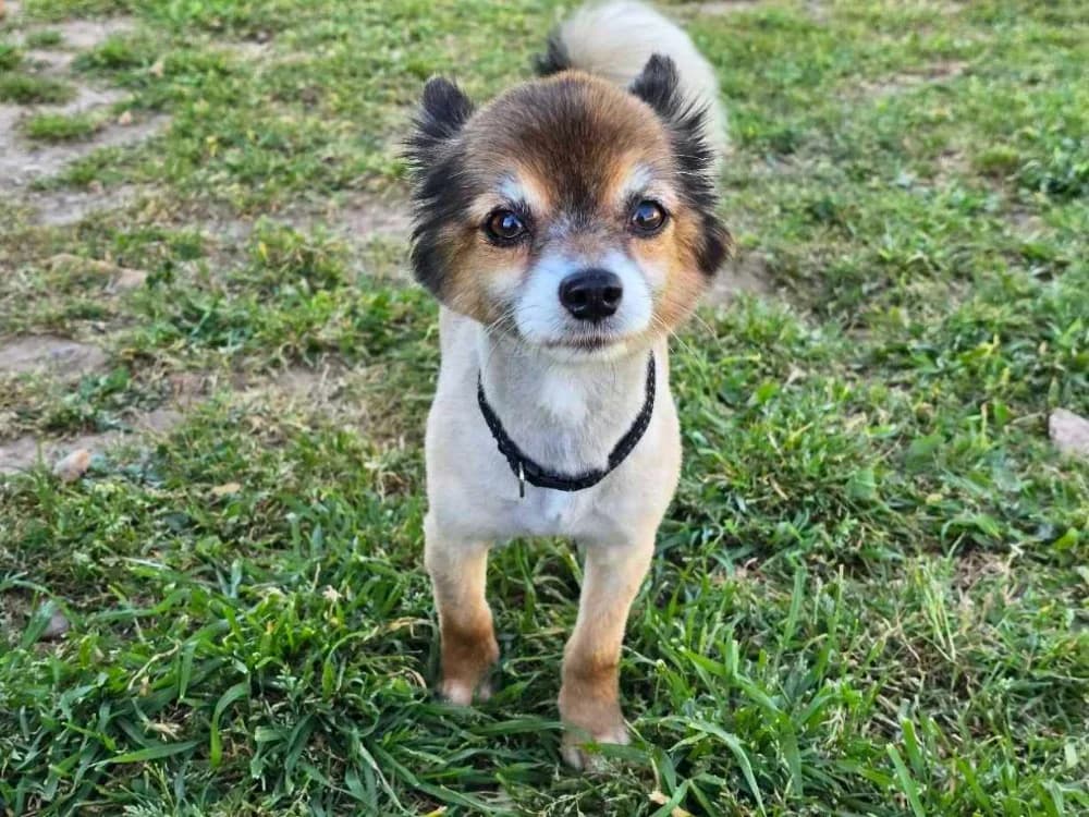 gecko ( déjà réservé), male Chihuahua for adoption at Vallerargues), Ales