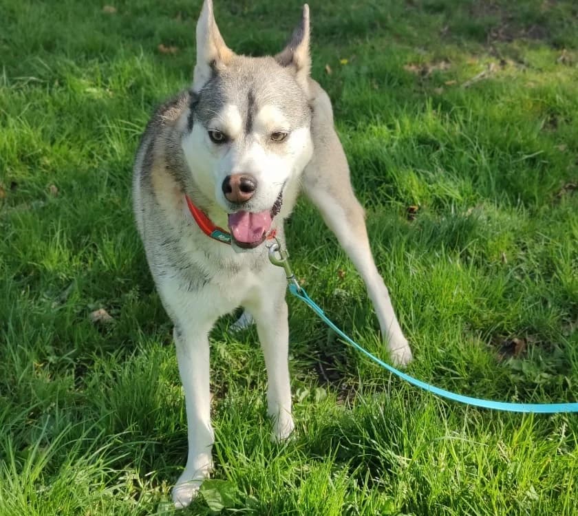 MASTA, male 5yo Husky for adoption at SPA Plaisir, Plaisir