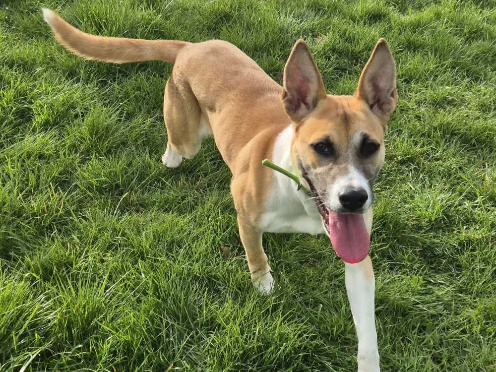 SAHARA, female Mixed Breed for adoption at SPA Sarreguemines, Sarreguemines