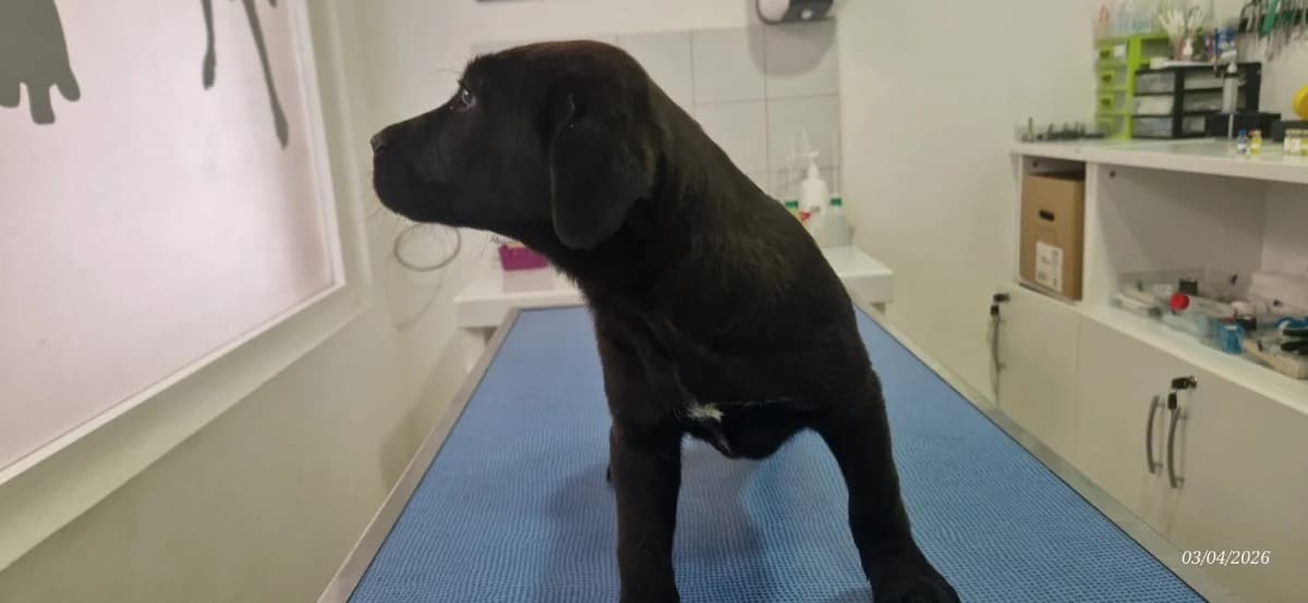 COCO, male Labrador Retriever for adoption at Ajaccio