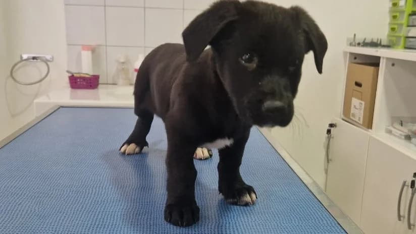 LITCHI, female Labrador Retriever for adoption at Ajaccio