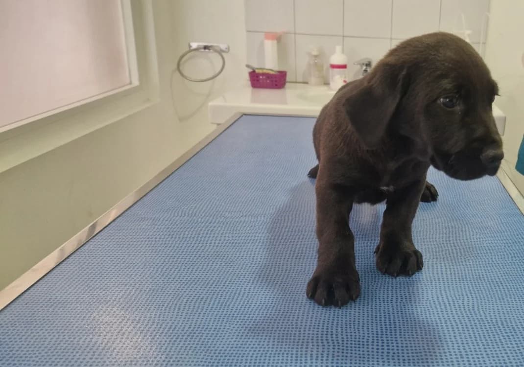 KAKI (en cours d'adoption), male puppy Labrador Retriever for adoption at Maison SPA), Ajaccio