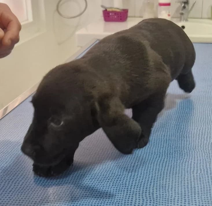 CERISE, female Labrador Retriever for adoption at Ajaccio