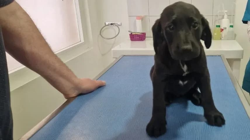 PRUNE (en cours d'adoption), female Labrador Retriever for adoption at Maison SPA), Ajaccio photo 2