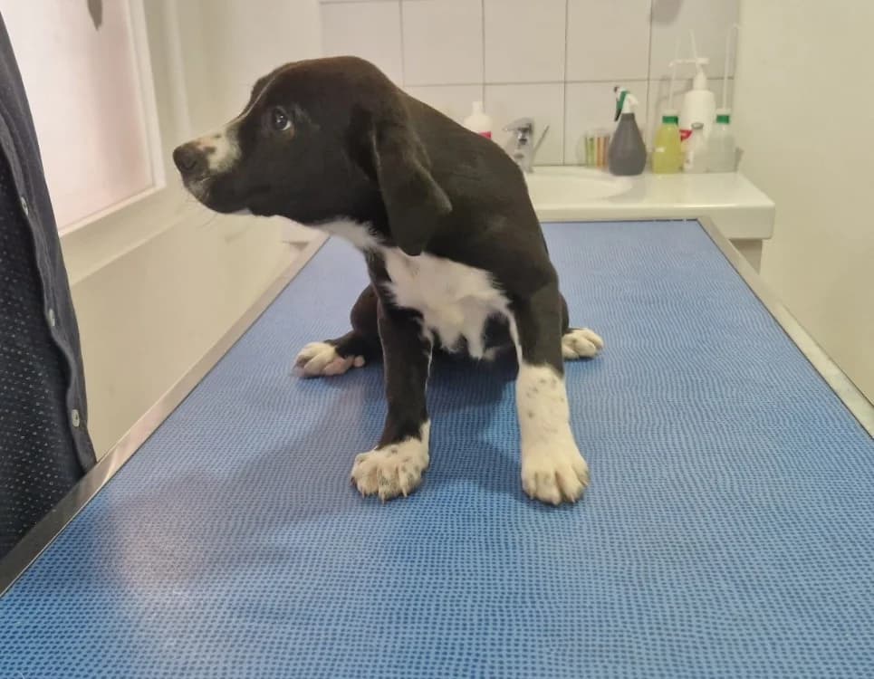 GRENADE, female Labrador Retriever for adoption at Ajaccio