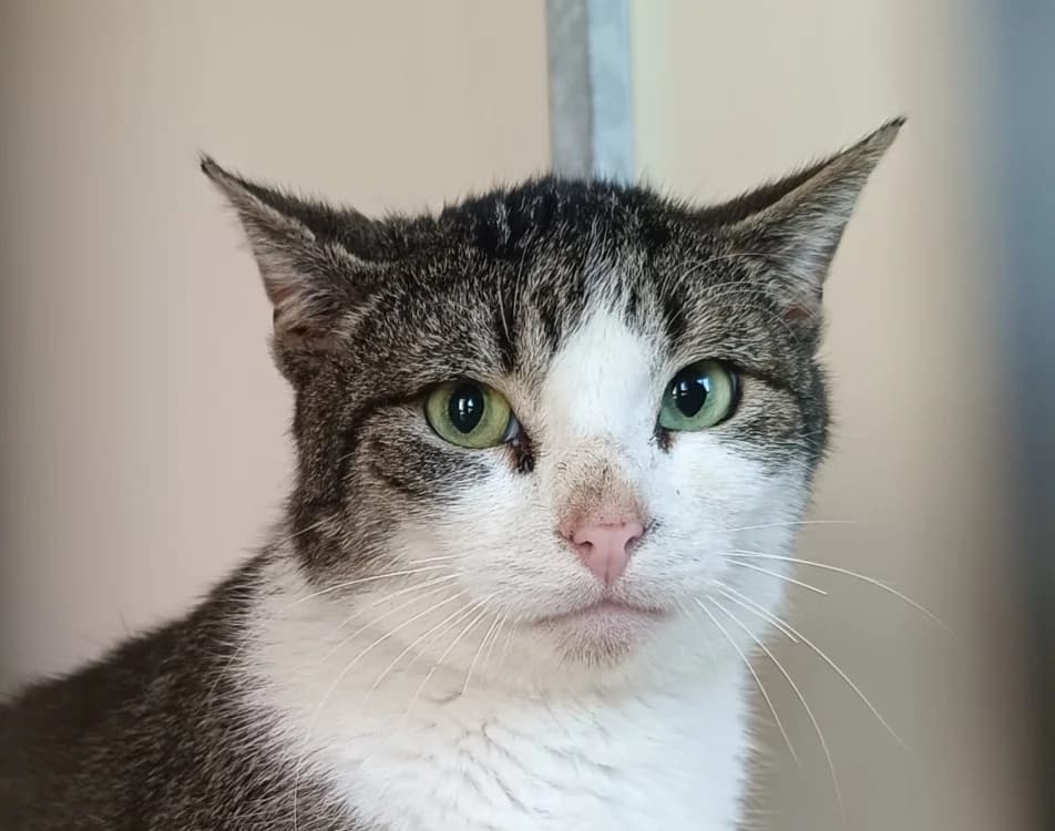 Neypale, male 3yo mixed breed for adoption at Le Bois Pinson), Bois Pinson
