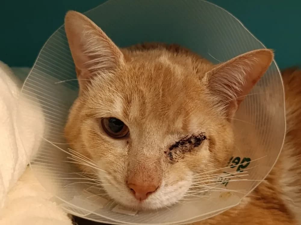 Myfouend, male mixed breed for adoption at Le Bois Pinson), Bois Pinson photo 2