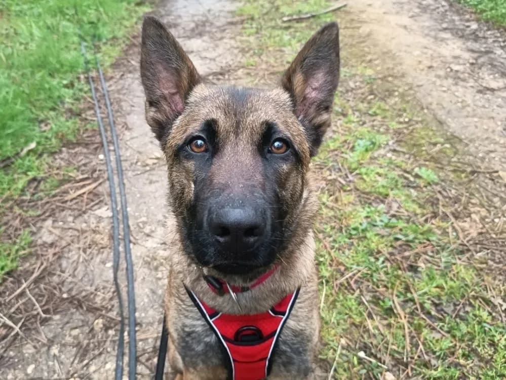 Vahiné, female Mixed Breed for adoption at SPA Mont-de-Marsan, De Marsan — photo 2 of 2