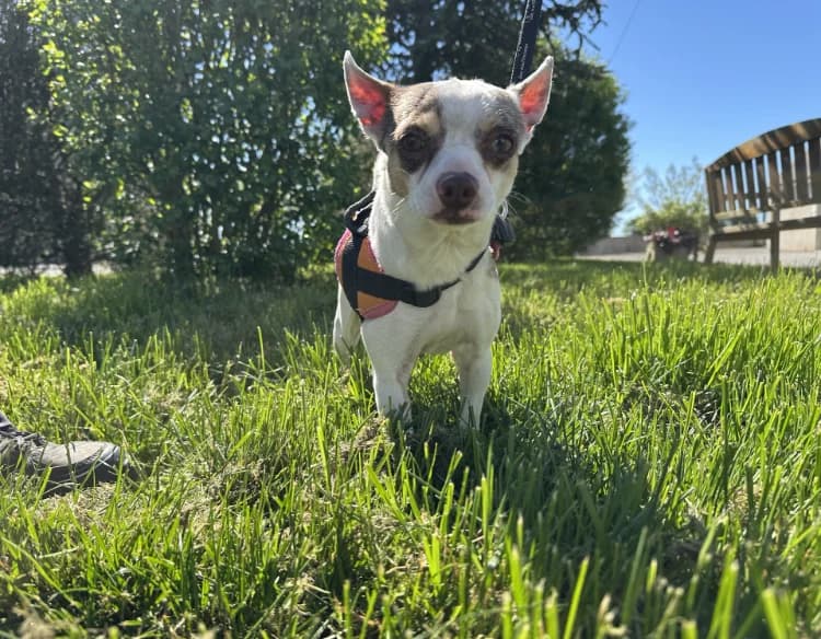 TANGUY, male Chihuahua for adoption at Moree