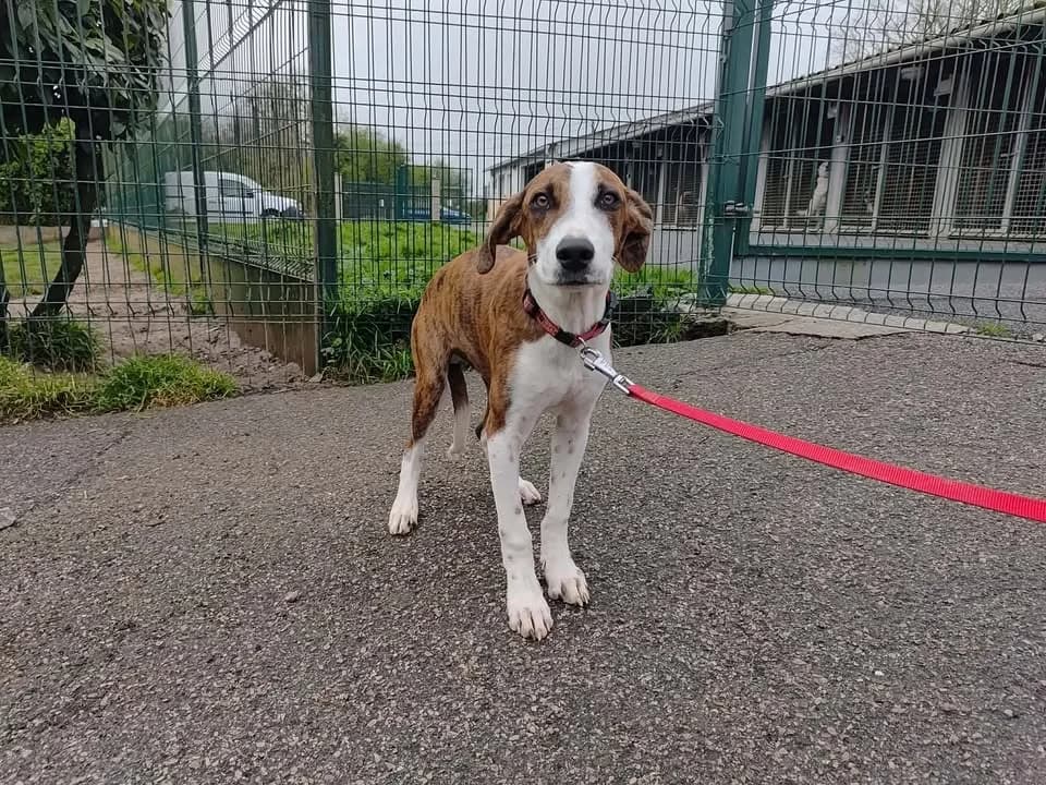 TWIX,  (SPA Forbach)